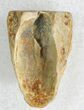 Triceratops Shed Tooth - Montana #21414-1